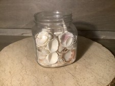 Lot of Sea Shells in a 5.5" Glass Jar Nautical CALIFORNIA Beach Theme Decor