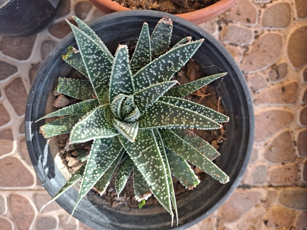 Suculenta aloe aristata - Planta Antorcha. Maceta de 10 cm