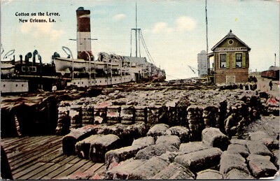Postcard Cotton on the Levee in New Orleans, Louisiana