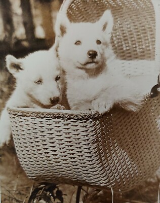 RPPC White Alaska Twins Sled Dog Puppies Carriage Malamute