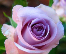 20 SEEDS for CLASSIC PURPLE PINK Rose hybrid flower Bush exotic plant USA Seller