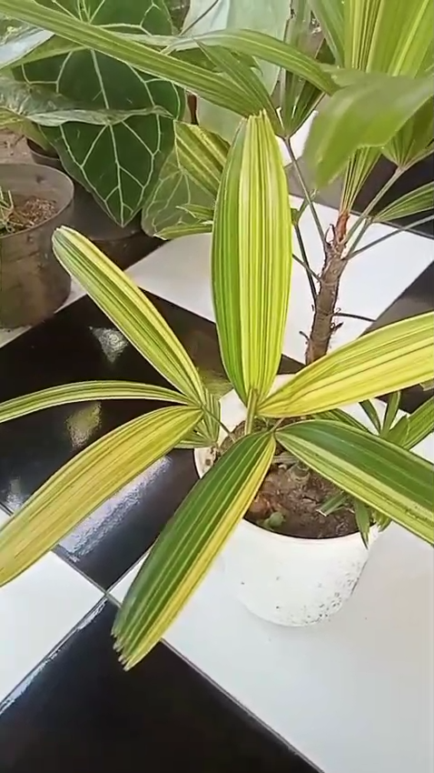 Palm TX 英語版 USEDジャンク扱い s-l400.jpg