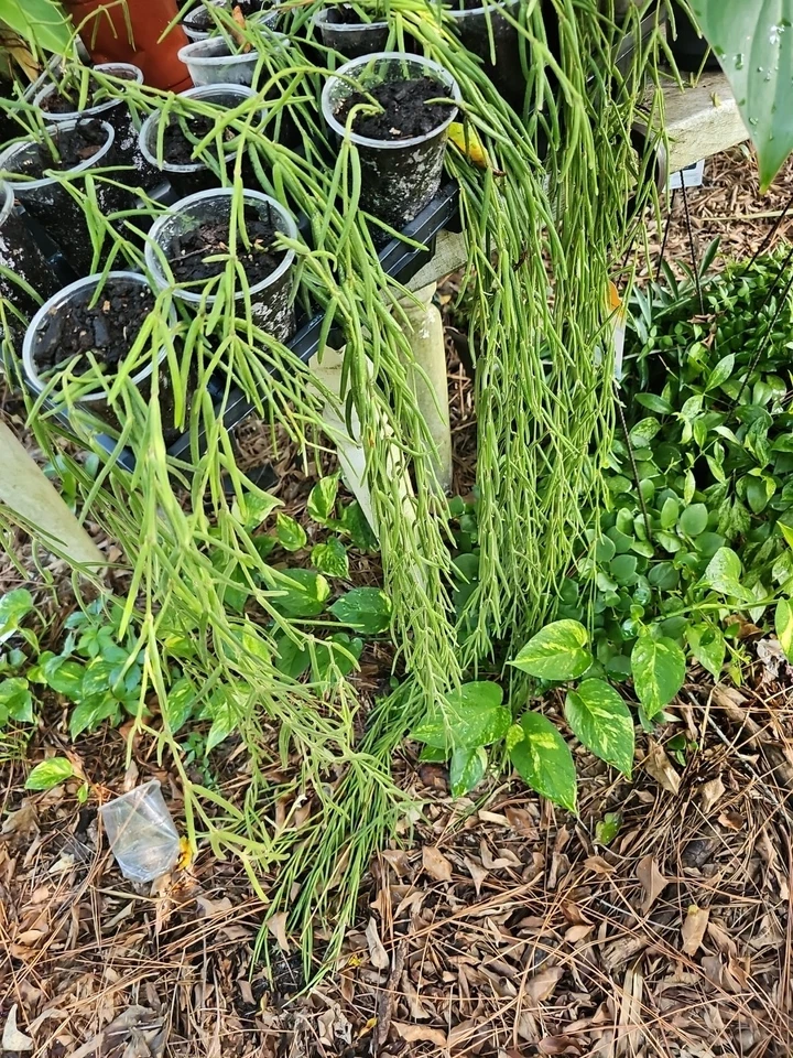 Hoya Linearis One Fresh Unrooted 4 Node Cutting - Image 3 of 3