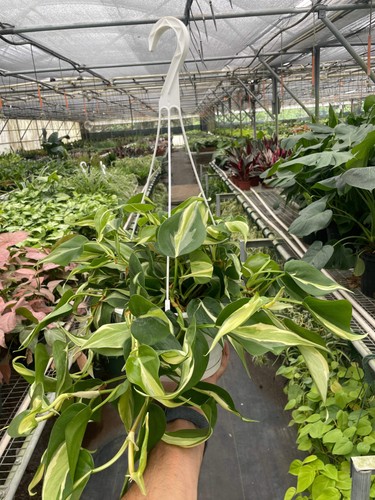 Philodendron 'Silver Stripe' - Imagen 4 de 4