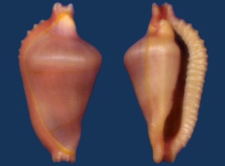 Shell Dentiovula dorsuosa Seashell