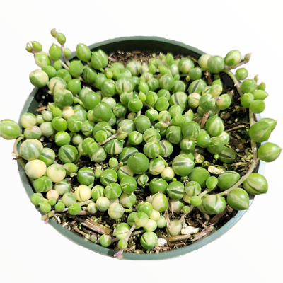 samenfestes saatgut bayern 8er Bio Microgreens Samen-Set von Denk