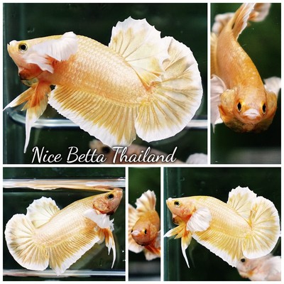 www.nicebettathailand.com - Betta fish Super Gold Dumbo HMPK