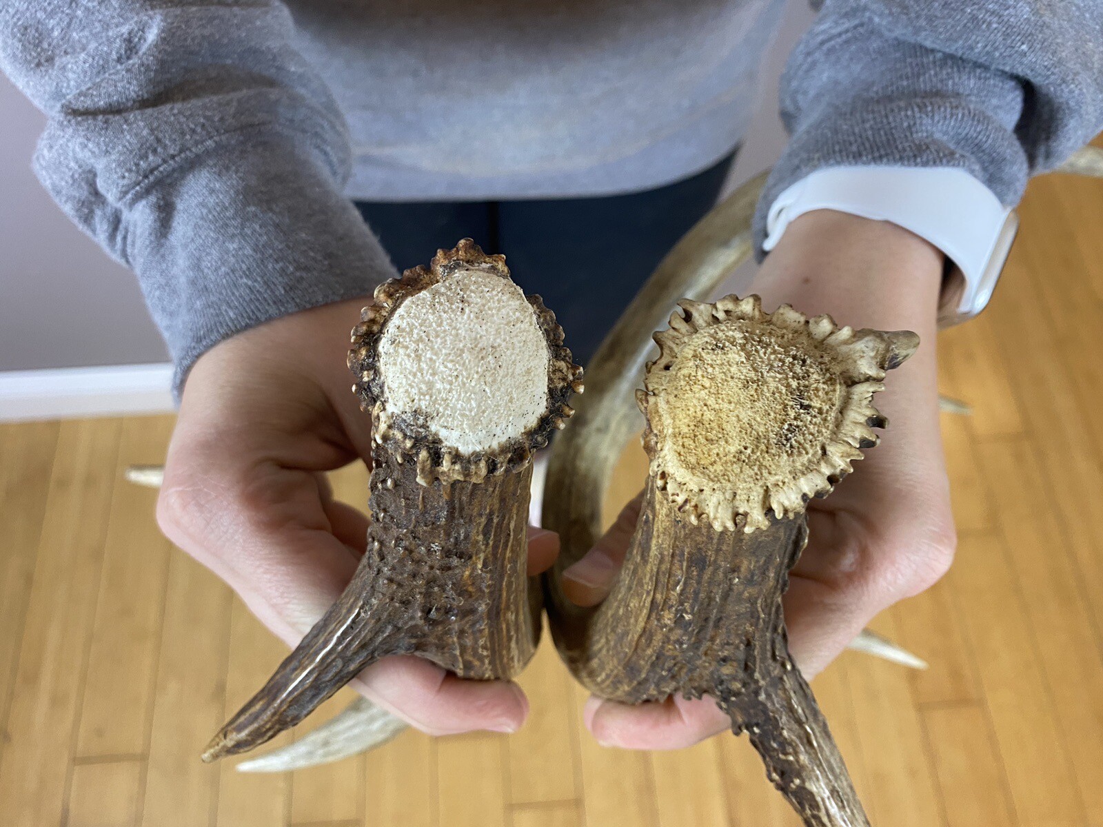 Two 4pt Whitetail Deer Antlers Sheds WILD IDAHO Horns Rustic Decor