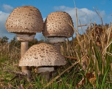 Ombrellone Macrolepiota procera fungo grano secco micelio consegna in tutto il mondo 56