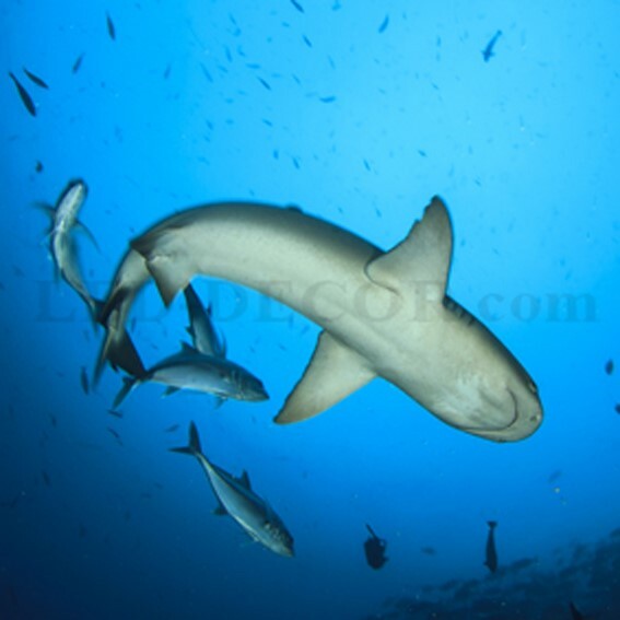 Dalle de plafond LED 60x60 cm Requins 1 diffuseur imprimé