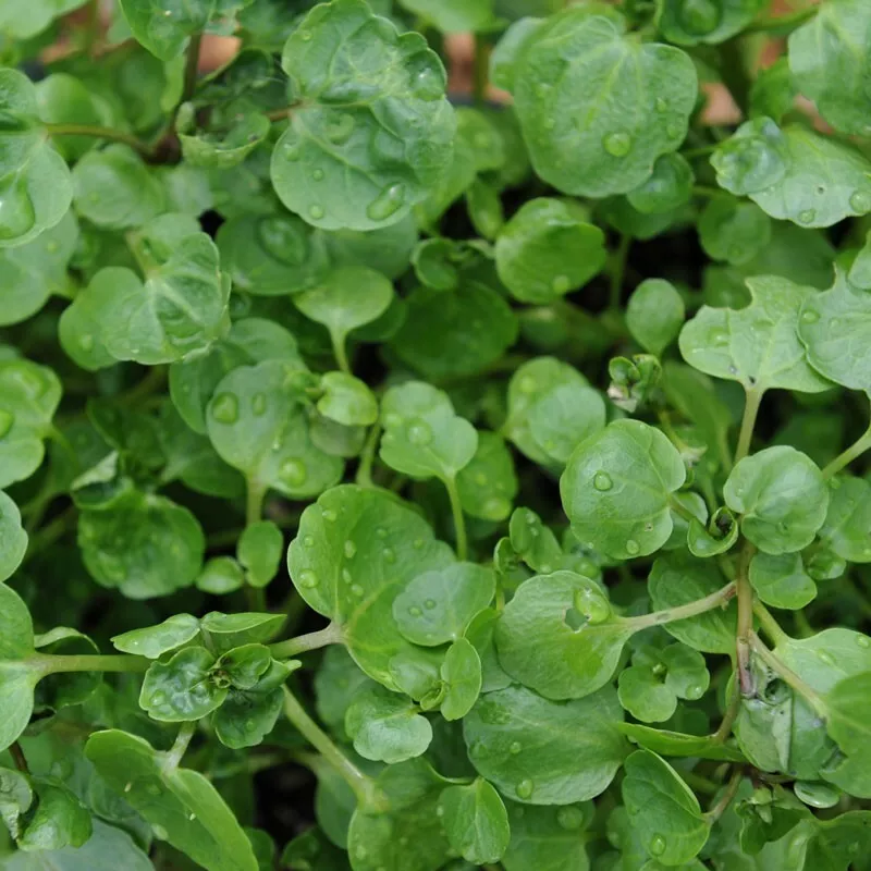 Why many different plant seedlings look like salad cress