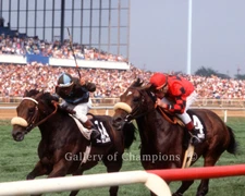 John Henry 1981 Arlington Million #1 Photo 8" x 10 - 24" x 30" 