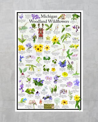 Michigan Woodland Wildflower Field Guide / State Flower