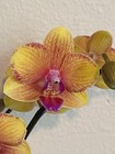 Phalaenopsis Orchid NOID Taiwanese Species Rare Colored Plant — photo 2