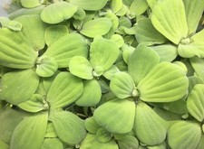 7 Large Water lettuce Pistia Stratiotes Floating AquariumPlants Nitrate Remover
