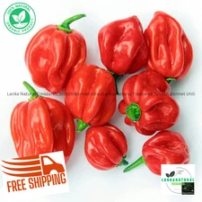 Fresh/ Dried Scotch Bonnet Chili | Hot  ceylon chilli  | Premium Quality 1kg