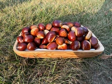 2025 Fresh Harvested Chestnuts, 5lbs