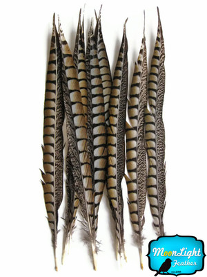 10 Pieces - 25-30'' NATURAL LONG Lady Amherst Pheasant Tail Feathers