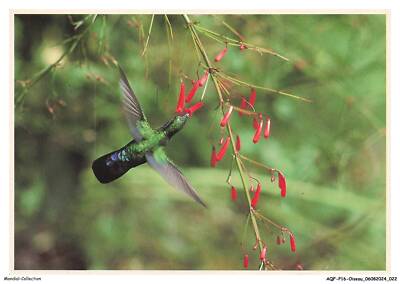 AQFP16-1090 - VOGEL - Kolibri - Humminbird