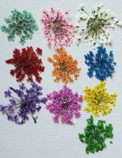 40 Dried Dry Flowers for nail art craft resign