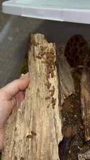  feeder Insects LAVA p.scaber ISOPODS pick age  please read description 