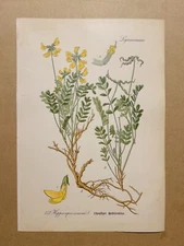 1886 ANTIQUE PICTURES LITHOGRAPH ART PRINT BOTANY FLOWER FLORA NATURE DECO PO...