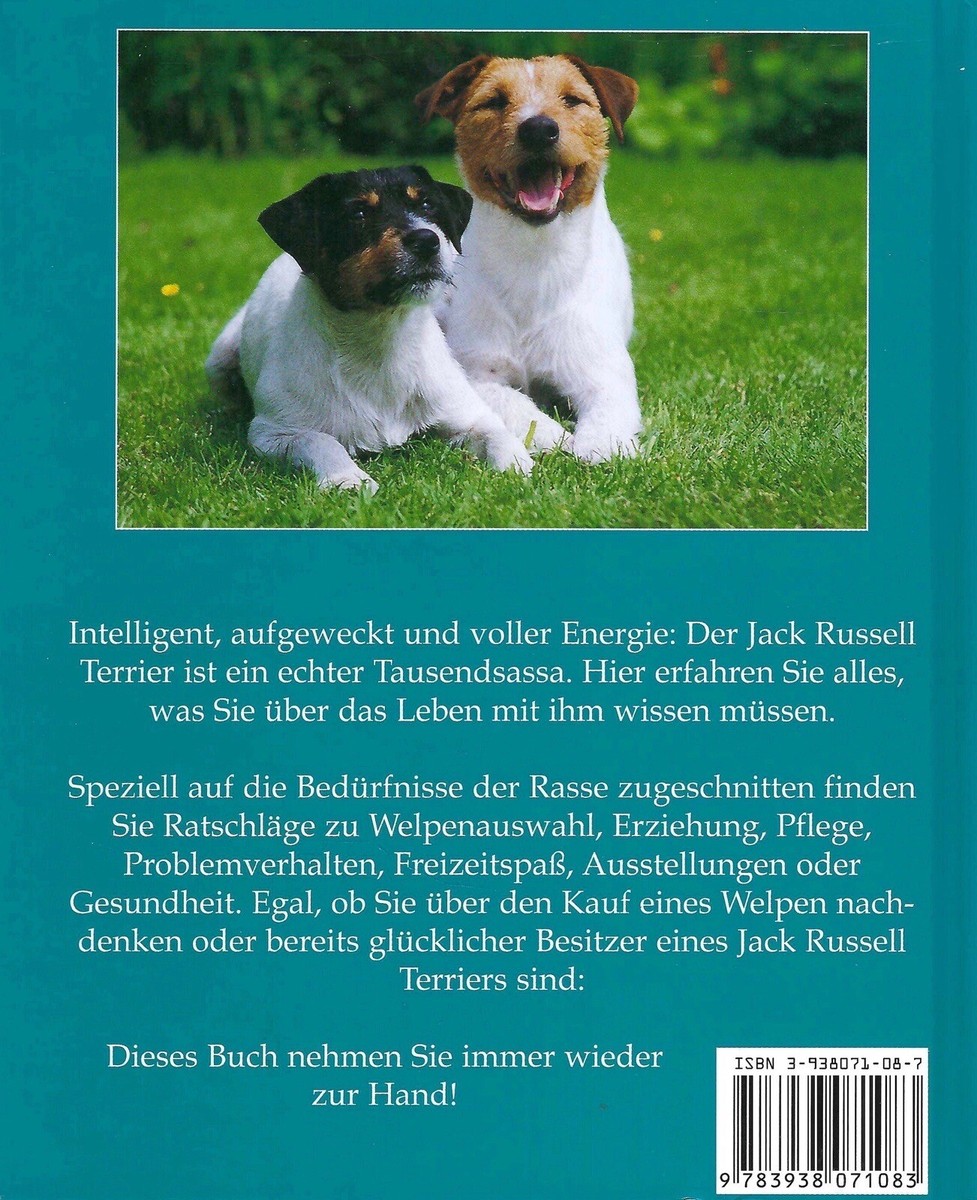 Der Jack Russell Terrier Unser Hund Rani MorningStar KYNOS