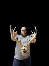 Wild 14 Point Whitetail Deer Antler Rack Horn Skull  Man Cave Cabin Decor 142”