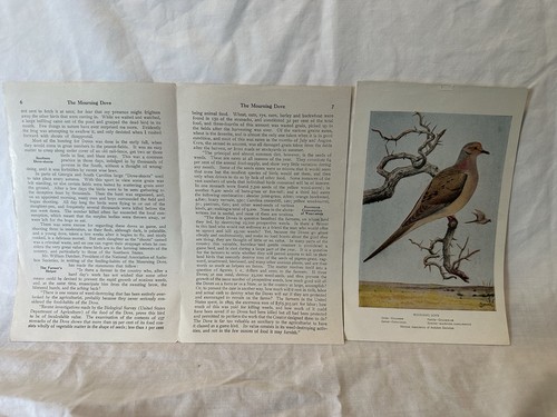 Vintage Bird Prints - National Assoc. Of Audubon Societies - Educational Leaflet - Picture 2 of 22