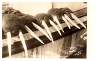 Nome, Alaska - Walrus Heads With Tusks - Old Real Photo Postcard
