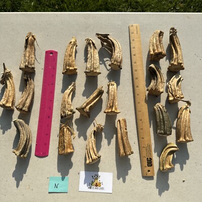 20 Excellent Chunky Natural Dried Real Pumpkin Stems Primitive Crafts (n)