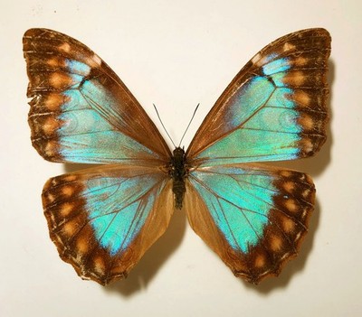 MORPHO AURORA LAMASI***pair Nr. 2 ****Peru-Amazonas State (papered)