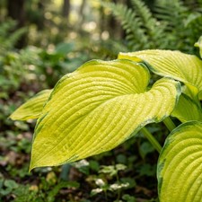50 Golden Hosta Seeds for Planting - Beautiful Garden Plants - Easy to Grow