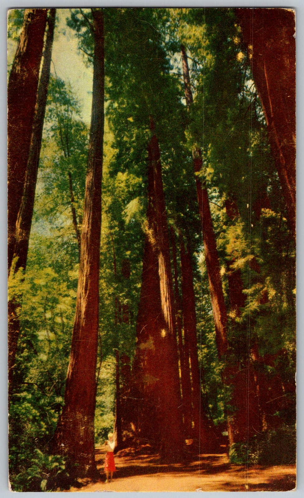 Vtg Postcard Giant Redwoods Grove Muir Woods, CA 1950s