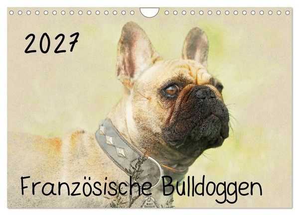 "Calendar 2027 · UK Version · French Bulldogs (Wall Calendar 2027 12\" × 8\" Landsc"-image