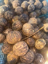 10 lbs.  Squirrel Nuts  BLACK WALNUTS in the shell - 2025 crop-E. TN Grown
