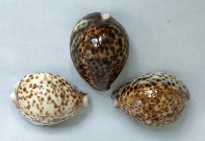 Cypraea Tigris Loy of 3 Larger 3'' Tiger Cowrie Shells Crafts Beach Decor