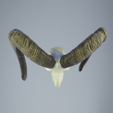 617MU Trofeo di caccia di muflone, corna 76-76cm C.22cm IT