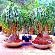 Ponytail Palm Tree Seeds Beaucarnea recurvata Elephant Foot Indoor House Plant