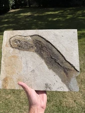 Wyoming FOSSIL FISH PLATE Mioplosus and Knightia Eocene Fossil Fish
