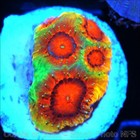 Corals of Eden ~ WYSIWYG Live Coral Frag ~ AppleJacks Favia Coral ~ LPS SPS — photo 8