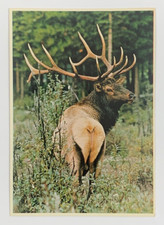 The Bull Elk coming down from the Mountain to the Valley Colorado Postcard