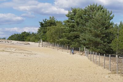 Foto 12x8 Frensham Gemeine Kiefern an einem eingezäunten Gebiet neben Frensham c2015