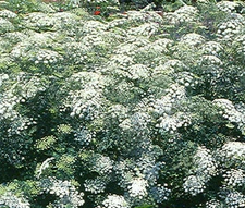 BISHOP'S FLOWER Ammi Majus - 5,000 Bulk Seeds