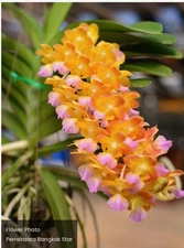 Vanda Bangkok Star ￼LARGE. Bs Fragrant Orchid