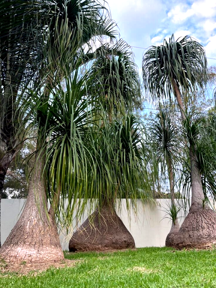 Ponytail Palm Tree Seeds Beaucarnea recurvata Elephant Foot Indoor