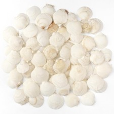 Scallop Shells Natural Seashell, 1.5" to 2" White Scallop Shells Small Seashells