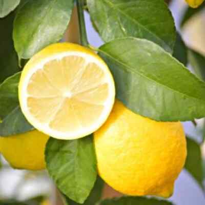 100++ Lemon Eureka Seedss (Citrus limon) Premium Quality