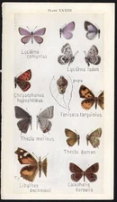 1918 Tiny Insect Chromolithographic Print Northern Azure, Grey Hairstreak etc