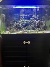 Red Sea MAX 250 Complete Marine Aquarium Setup